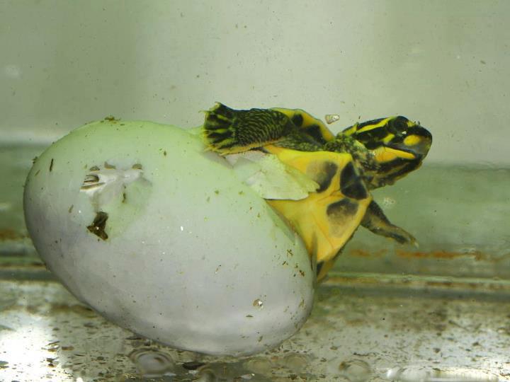 Líhnoucí se želva korunkatá. Foto: Petr Velenský, Zoo Praha